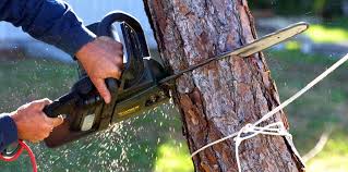 How Our Tree Care Process Works  in Red Lion, PA